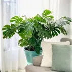 Monstera Deliciosa w doniczce